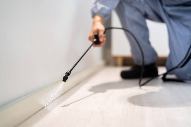 Licensed Wasp Removal service in Urbana, IL - Show Me Pest Control